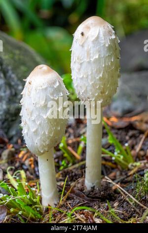 Issaquah, Washington, USA. Primo piano di due funghi commestibili Smaggy Mane (Coprinus comatus) che crescono su un prato. Noto anche come tappo di inchiostro poco aggressivo o avvocato Foto Stock