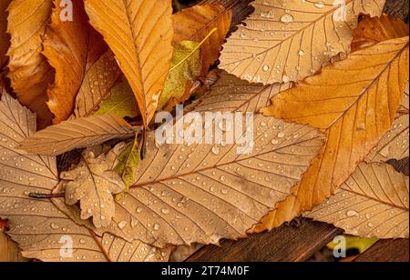 Primo piano delle foglie autunnali cadute con gocce d'acqua mattutine. Foto Stock