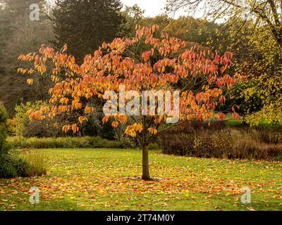 Albero solitario di Prunus sargentii con foglie rosse e arancioni in autunno Foto Stock