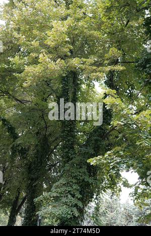 tiglio manciuriano o tiglio manciuriano (Tilia mandshurica) Foto Stock