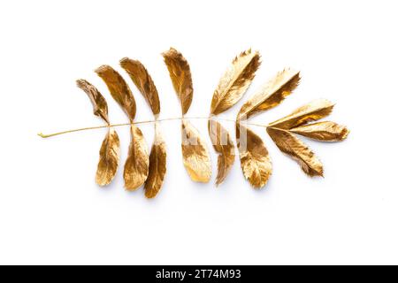Foglia tropicale dorata, foglia d'oro isolata su sfondo bianco. Foto Stock