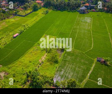Vista panoramica aerea dei droni sulle risaie dell'isola di Bali. Terrazze di riso verde situate vicino al centro città di Ubud Foto Stock
