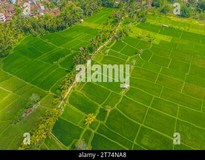 Vista panoramica aerea dei droni sulle risaie dell'isola di Bali. Terrazze di riso verde situate vicino al centro città di Ubud Foto Stock