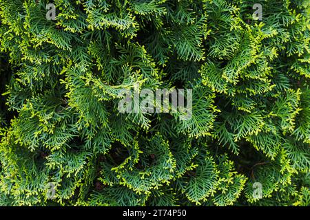 Foglie verdi di thuja, trama foto di sfondo primo piano Foto Stock