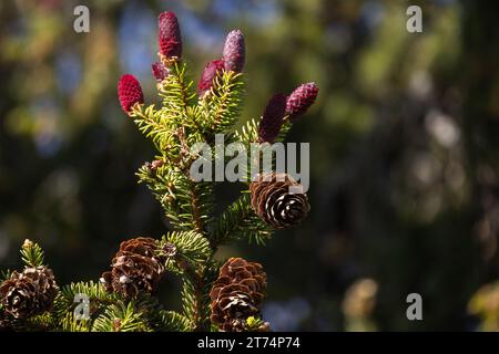 Ramo di abete rosso con coni rossi su sfondo naturale sfocato in una soleggiata giornata primaverile Foto Stock