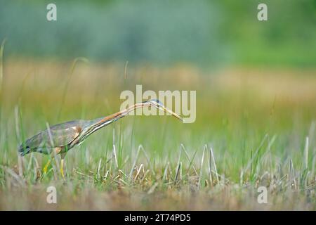 Caccia all'airone viola (Ardea purpurea) nel suo habitat naturale. Foto Stock