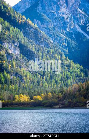 I larici sulle pendici delle montagne dolomitiche vicino al lago Dürrensee, in Italia, iniziano a scolorire. Foto Stock