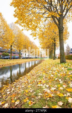 Immagine autunnale con alberi dai colori dorati lungo il litorale in un villaggio olandese. Foto Stock