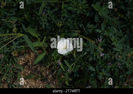 Impastata, impastata europea, gloria perenne mattutina, gloria mattutina a fiore piccolo, jenny strisciante o vite di possesso (Convolvulus arvensis) Foto Stock