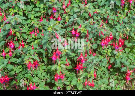 Fucsia Jollies Nantes è un cespuglio perenne e resistente in posizione eretta Fucsia Flowers dall'estate all'autunno e ha fiori di tipo singolo rossi e viola Foto Stock