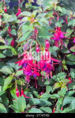 Fucsia Jollies Nantes è un cespuglio perenne e resistente in posizione eretta Fucsia Flowers dall'estate all'autunno e ha fiori di tipo singolo rossi e viola Foto Stock