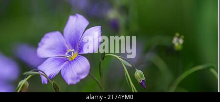 Primo piano del fiore di lino blu Linum usitatissimum Foto Stock