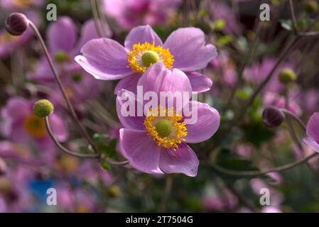 Fiori di anemone cinese (Anemone hupehensis), Baviera, Germania Foto Stock