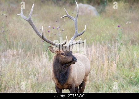 Un alce toro si trova in un prato e guarda in lontananza in Colorado. Foto Stock