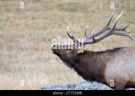 L'alce toro sta in allerta in un prato. Foto Stock