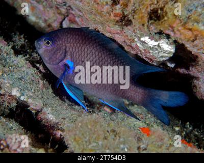 Persico al neon Reef (Abudefduf luridus), sito di immersione Los Cancajos, la Palma, Isole Canarie, Spagna, Oceano Atlantico Foto Stock