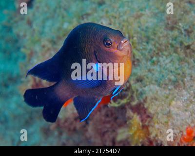 Pesci della barriera corallina al neon (Abudefduf luridus), sito di immersione della riserva marina di El Cabron, Arinaga, Gran Canaria, Spagna, Oceano Atlantico Foto Stock