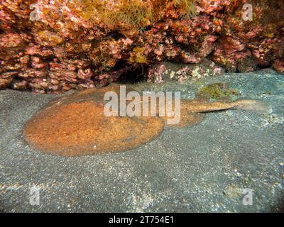 Raggio elettrico marmorizzato (Torpedo marmorata), sito di immersione Malpique, la Palma, Isole Canarie, Spagna, oceano Atlantico Foto Stock