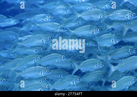 Secchio, gruppo di orsi artici (Pagellus acarne), sito di immersione El cabron Marine Reserve, Arinaga, Gran Canaria, Spagna, Oceano Atlantico Foto Stock