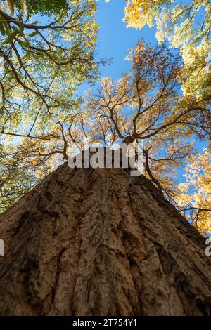 Guardando il tronco di un alto albero di cottonwood con foglie gialle e verdi nel bosco in autunno. Foto Stock