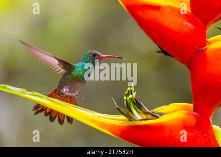 Amazzonia dalla coda marrone (Amazilia tzacatl) in volo, colibrì (Trochilidae), uccelli selvatici (Apodiformes), Heliconia Wagner (Heliconia wagneriana) Foto Stock