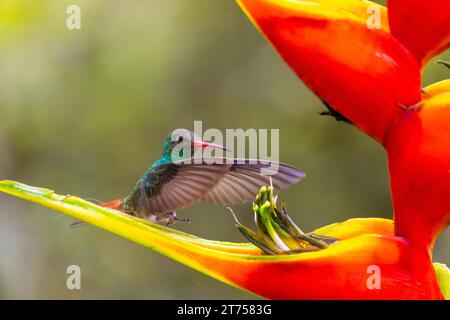 Amazzonia dalla coda marrone (Amazilia tzacatl) in volo, colibrì (Trochilidae), uccelli selvatici (Apodiformes), Heliconia Wagner (Heliconia wagneriana) Foto Stock