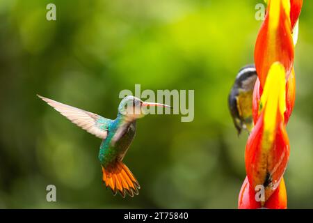 Amazzonia dalla coda marrone (Amazilia tzacatl) in volo, colibrì (Trochilidae), uccelli selvatici (Apodiformes), Heliconia Wagner (Heliconia wagneriana) Foto Stock