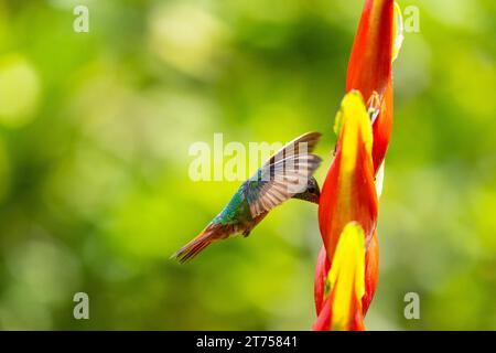 Amazzonia dalla coda marrone (Amazilia tzacatl) in volo, colibrì (Trochilidae), uccelli selvatici (Apodiformes), Heliconia Wagner (Heliconia wagneriana) Foto Stock