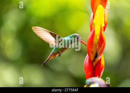 Amazzonia dalla coda marrone (Amazilia tzacatl) in volo, colibrì (Trochilidae), uccelli selvatici (Apodiformes), Heliconia Wagner (Heliconia wagneriana) Foto Stock