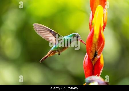 Amazzonia dalla coda marrone (Amazilia tzacatl) in volo, colibrì (Trochilidae), uccelli selvatici (Apodiformes), Heliconia Wagner (Heliconia wagneriana) Foto Stock