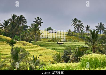 Palme e capanne nelle risaie di Jatiluwih. Bali, Indonesia Foto Stock