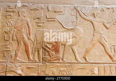 SAQQARA, EGITTO - 23 MARZO 2023: Immagini dalle pareti interne degli edifici della necropoli di Saqqara, Egitto che include la piramide a gradoni di Djoser Foto Stock