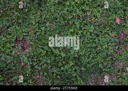 Uno sfondo astratto e naturale formato da un lussureggiante prato verde, ideale per una varietà di progetti di design Foto Stock