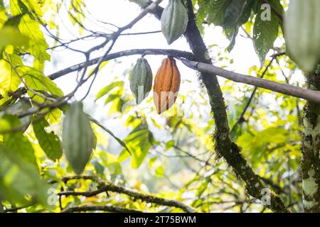 Primo piano di due baccelli di cacao, uno maturo e giallo con un machete ai lati, un altro acuto e verde Foto Stock