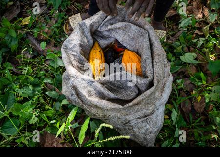 Un sacco con baccelli di cacao appena raccolti da un agricoltore nella sua coltivazione Foto Stock