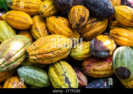 Primo piano di cialde di cacao appena raccolte, di diversi colori rispetto alla maturazione Foto Stock