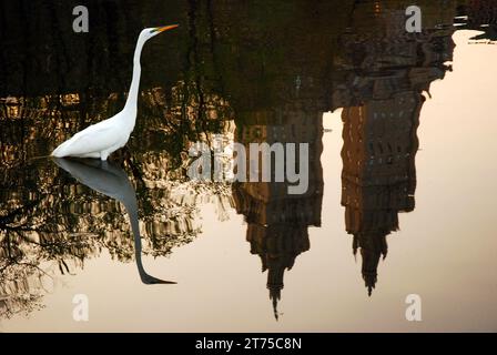 Un Egret sorge in un lago a Central Park, con gli edifici di New York che si riflettono nell'acqua, offrendo contrasto con la natura in un ambiente urbano Foto Stock