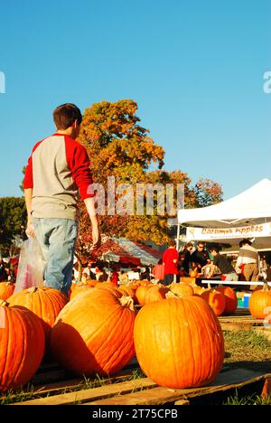 La gente va in una fattoria in autunno, vicino ad Halloween per raccogliere le zucche e trovare l'arredamento casalingo Foto Stock