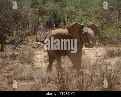 Un giovane elefante africano arrabbiato (Loxodonta Africana) che sbatte le orecchie in una nuvola di polvere con secrezione dalla ghiandola dello stress nel cespuglio secco di Laikipia, Kenya, Africa Foto Stock