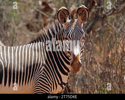 Zebra di Grevy (Equus Grevyi) Zebra imperiale più grande e più a rischio di estinzione di equidi selvatici con tipiche grandi orecchie strisce strette in Laikipia, Kenya, Africa Foto Stock