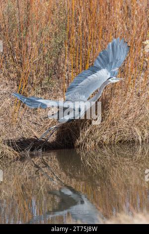 Un Great Blue Heron prende il volo, partendo dalla riva di un fiume con le sue grandi ali completamente estese. Foto Stock