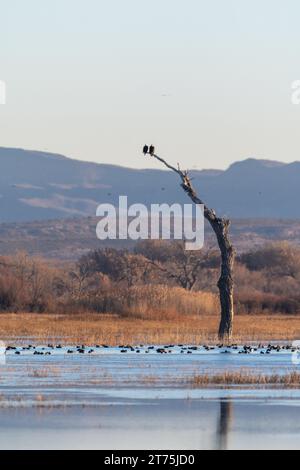 Un paio di aquile calve arroccate su un albero morto, su uno stagno blu con anatre che nuotano, con alberi invernali, colline e montagne sullo sfondo. Foto Stock