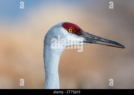 Ritratto ravvicinato di una gru Sandhill in piedi di profilo con occhi gialli che guardano a destra dell'immagine, con un bokeh sfocato Foto Stock