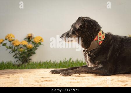 Delizioso vecchio cane di razza mista nero, con un colletto colorato fatto a mano, disteso in giardino a prendere il sole. Foto Stock