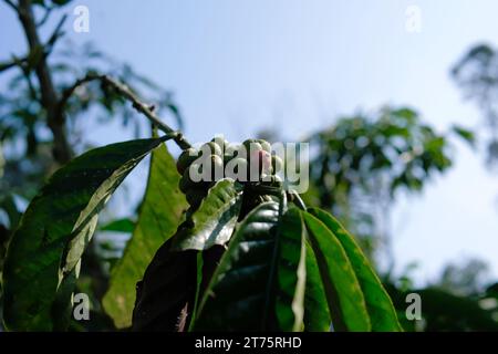 I chicchi di caffè appesi a un ramo della piantagione, le ciliegie di caffè sono quasi pronte per entrare nella stagione del raccolto Foto Stock