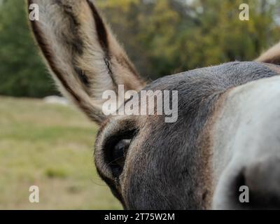 Primo piano estremo di una parte del lato destro del volto di un asino mentre guarda la fotocamera. Fotografato con una bassa profondità di campo. Foto Stock