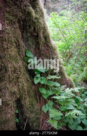 Stagionatura di alberi ricoperta di muschio e piante di vining Foto Stock