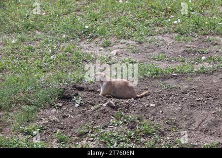 Vista dei cani Prarie nel parco nazionale Badlands nel South Dakota Foto Stock