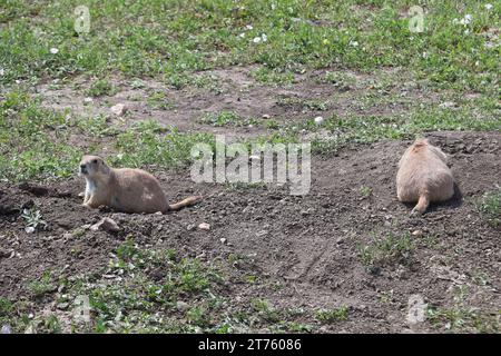 Vista dei cani Prarie nel parco nazionale Badlands nel South Dakota Foto Stock