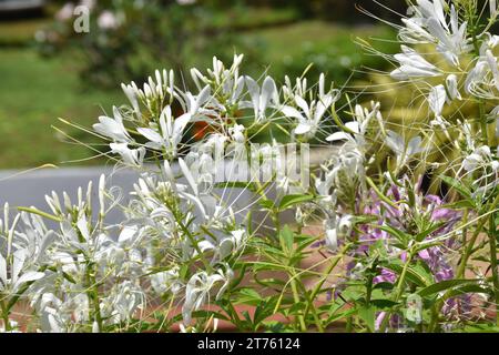 Fiori di ragno viola e rosa, piante di ragno, erbacce di ragno, piante di api in giardino. Famiglia Cleomaceae.genus Cleom Cleome hassleriana Cherry Queen Foto Stock